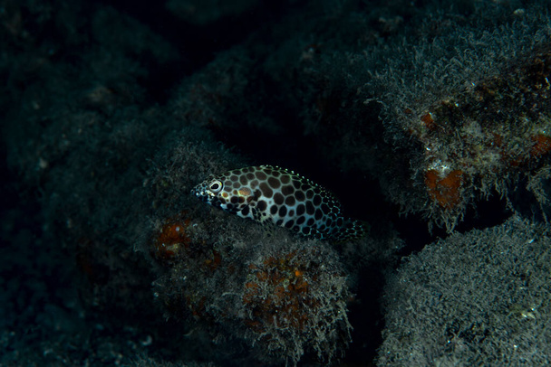 Honeycomb Rock Cod Епінефель Мерра
 - Фото, зображення