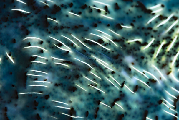 Detalhe do manto de amêijoa gigante (Tridacna gigas) - Foto, Imagem