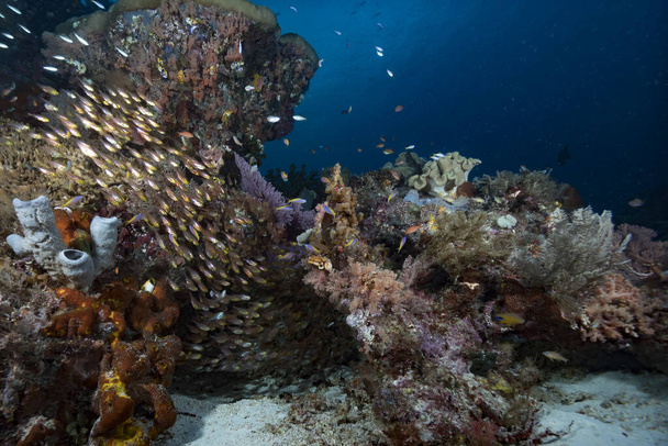 Tropické korálové útesy Podvodní krajina - Fotografie, Obrázek