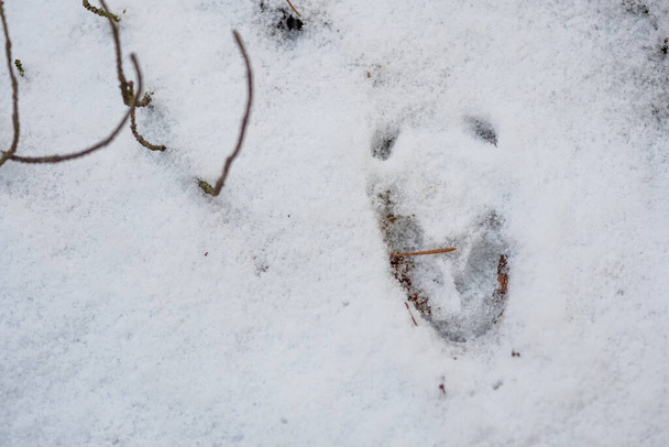 Peuran jalanjälki lumessa talvella tai keväällä metsässä tai metsässä, lähikuva - Valokuva, kuva
