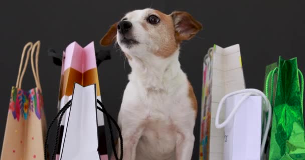 Собака с бумажными пакетами с покупками - Кадры, видео
