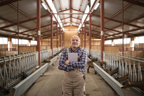 Portrait of successful senior farm worker rancher standing in goat stable farmhouse and holding tablet computer. - Photo, Image