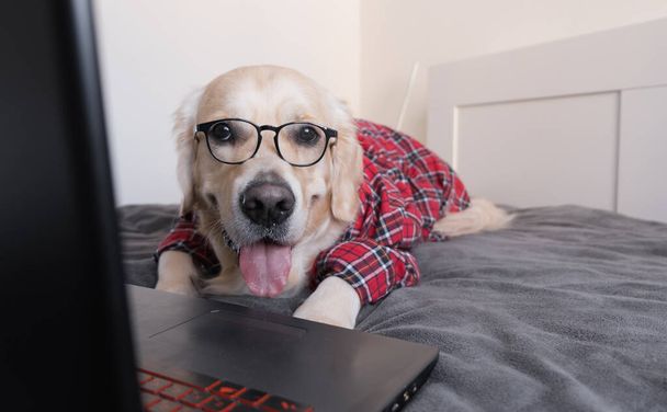 El perro inteligente está trabajando en un proyecto en línea utilizando un ordenador portátil. Un golden retriever con gafas y una camisa está acostado en la cama. Freelancer de mascotas trabaja desde casa durante la cuarentena. - Foto, Imagen
