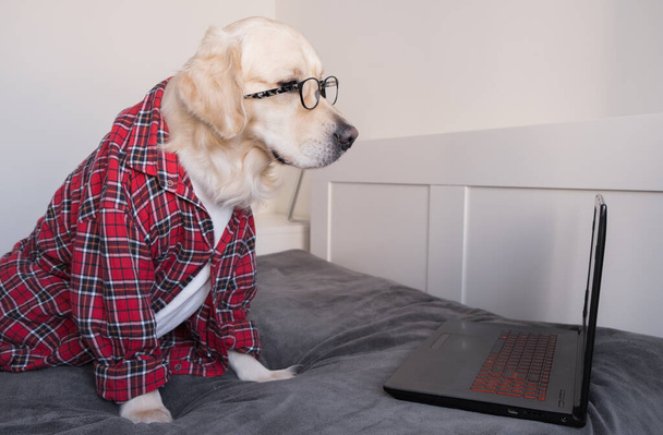 Το έξυπνο σκυλί εργάζεται σε ένα online έργο χρησιμοποιώντας ένα φορητό υπολογιστή. Ένα γκόλντεν ριτρίβερ με γυαλιά και ένα πουκάμισο είναι ξαπλωμένο στο κρεβάτι. Pet ελεύθερος επαγγελματίας εργάζεται από το σπίτι κατά τη διάρκεια της καραντίνας. - Φωτογραφία, εικόνα