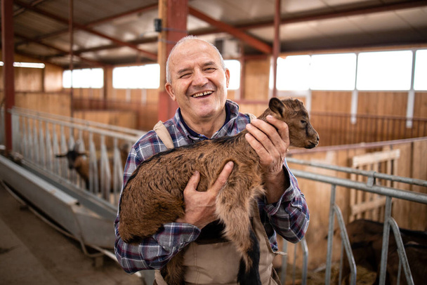 Vue rapprochée d'un éleveur de travailleurs agricoles prospère debout dans une ferme et tenant un chevreau animal domestique. - Photo, image