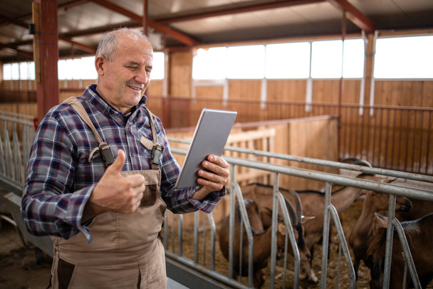 Agriculture intelligente et élevage de chèvres. Portrait d'un éleveur de bovins âgé avec tablette et pouces levés par des animaux domestiques dans une ferme. - Photo, image
