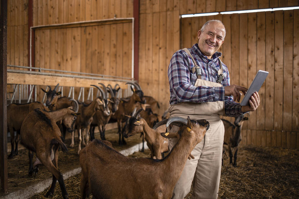 Slimme landbouw en geitenfokken. Portret van senior veehouder met behulp van tabletcomputer en observeren van huisdieren in boerderij. - Foto, afbeelding