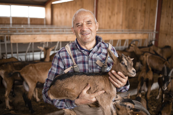 Geitenfokken. Close-up zicht op een oudere landarbeider of rancher houden geit kind in boerderij. Op de achtergrond huisdieren staan en eten. - Foto, afbeelding