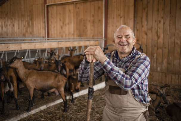 Ritratto di contadino o allevatore sorridente in piedi in agriturismo. Sullo sfondo capra animali domestici in piedi e mangiare. - Foto, immagini