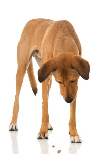 Gran perro de raza cruzada aislado en blanco - Foto, Imagen