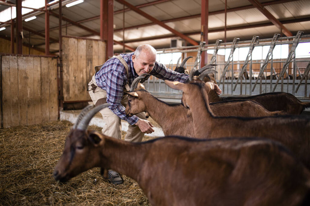 Работник фермы заботится о домашних животных и играет с козами на ферме. - Фото, изображение