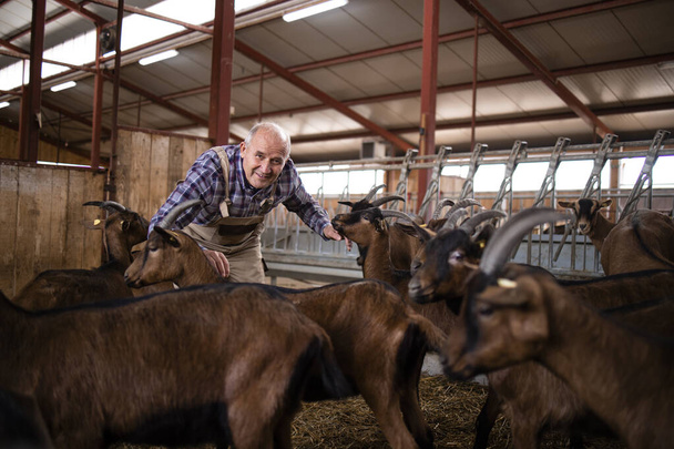 Landbouwarbeider zorgt voor huisdieren en speelt met geiten in boerderij. - Foto, afbeelding