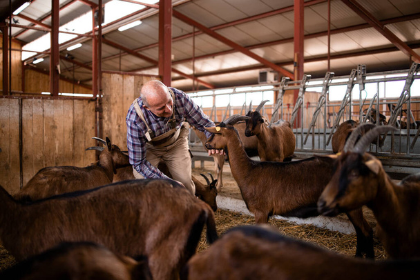 Ouvrier agricole prenant soin des animaux domestiques et jouant avec les chèvres à la ferme. - Photo, image