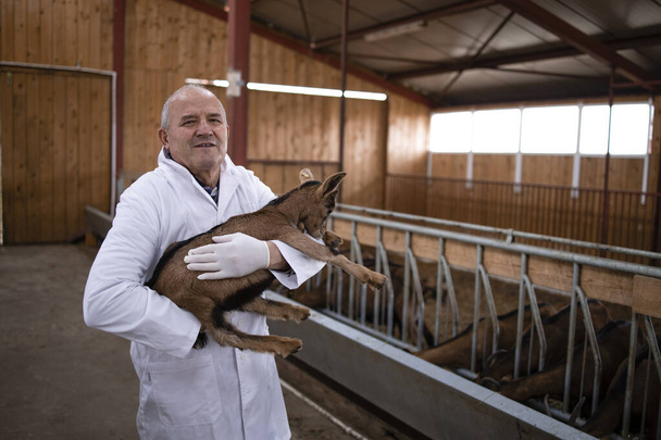 Porträt eines Tierarztes in weißem Kittel, der im Stall steht und Ziegenbock hält. Tiergesundheit für die Nahrungsmittelproduktion. - Foto, Bild