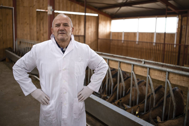 Portrait of veterinarian in white coat standing in farmhouse. Healthcare of animals for food production. - Photo, Image
