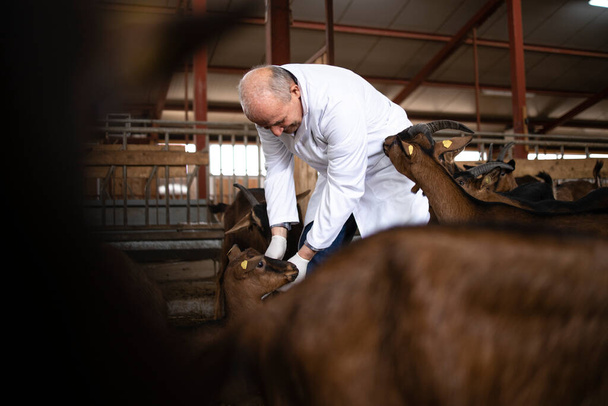 Vétérinaire injectant des piqûres à des chèvres domestiques à la ferme. Soins de santé des animaux destinés à la production alimentaire. - Photo, image