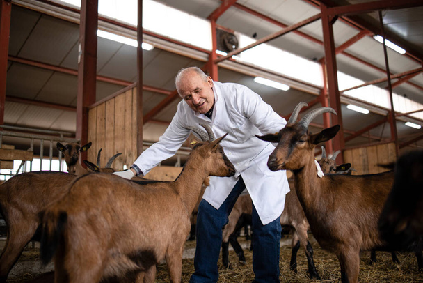 Veterinário que cuida de animais domésticos de cabra na fazenda. Cuidados de saúde dos animais para produção de alimentos. - Foto, Imagem