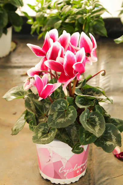 Colorful pink cyclamen flower in the garden - Photo, Image