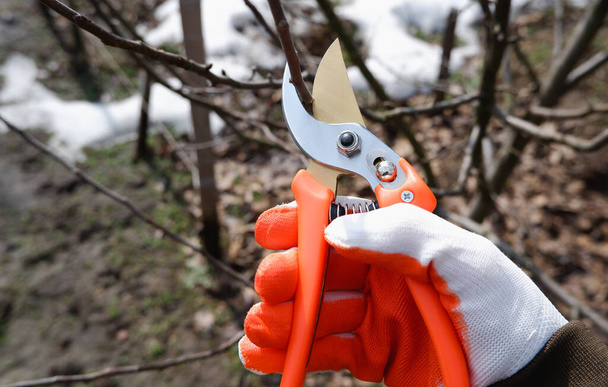 早春に庭を剪定します。プルナー付きの作業用手袋の手は、リンゴの木の枝を切り取ります。庭の果樹の世話. - 写真・画像