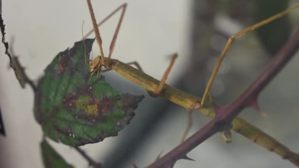 Disparo de cerca de un insecto palo en cautiverio, su cabeza se puede ver moviéndose lentamente mientras se come una hoja. En el fondo borrosa otras hojas con otros especímenes camuflados. - Metraje, vídeo