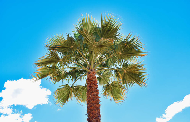 Palm Beach Puu Blue Sky Tausta - Valokuva, kuva