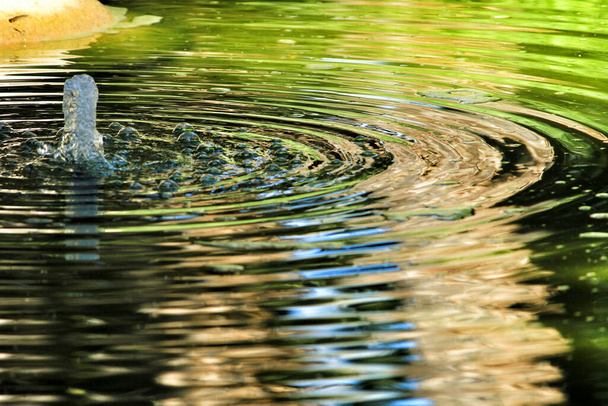 Jet de agua en un estanque formando olas en un jardín - Foto, Imagen