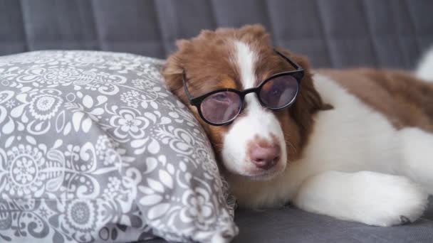 4k. Unberechenbar lustiger australischer Schäferhund mit Brille auf Couch liegend - Filmmaterial, Video