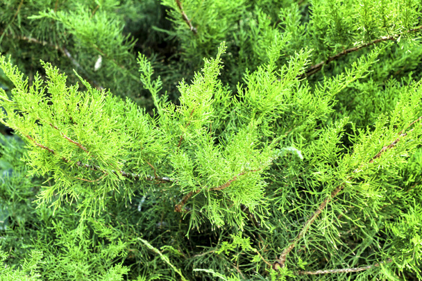 Gyönyörű Juniperus Chinensis növény a kertben - Fotó, kép