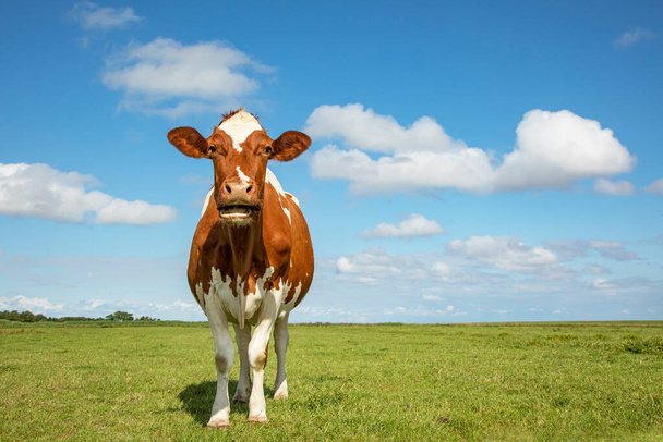 Rode en witte koe, loeien in een weiland in een landschap van groene weide en lucht met couds. - Foto, afbeelding