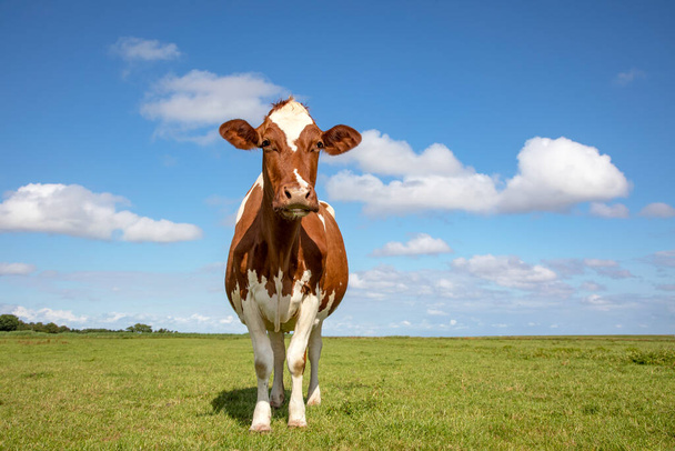 Cute red brown dairy cow stands in a meadow, fully in focus, blue sky, green grass in the pasture. - Photo, Image
