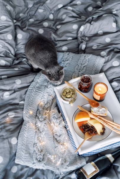 Завтрак в постель, поднос с сыром, гриссини, джем из молоденьких еловых шишек, шампанское и свеча. Серый кот в постели. Рождественское утро. Медовый месяц. Нет людей - Фото, изображение