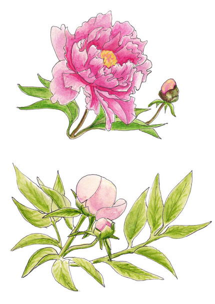 Watercolor illustration of pink peony flowers isolated on white background - Photo, Image