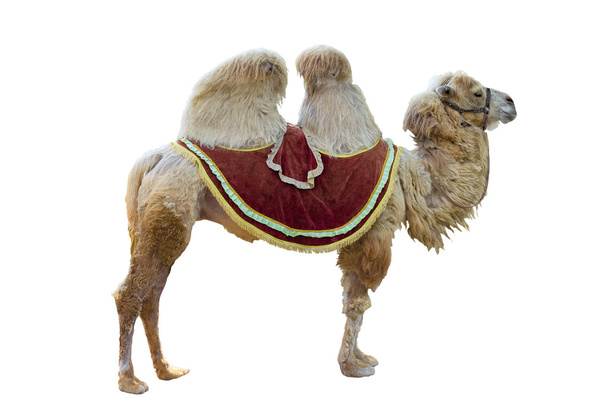  καμήλα βακτριανό  - Φωτογραφία, εικόνα