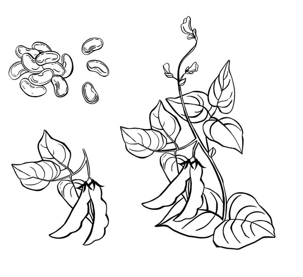 Овощи, иллюстрация рисованных вручную растений фасоли Commoni с капсулами на белом фоне, хороший источник пищевого волокна, витаминов и минералов. Векторная иллюстрация - Вектор,изображение