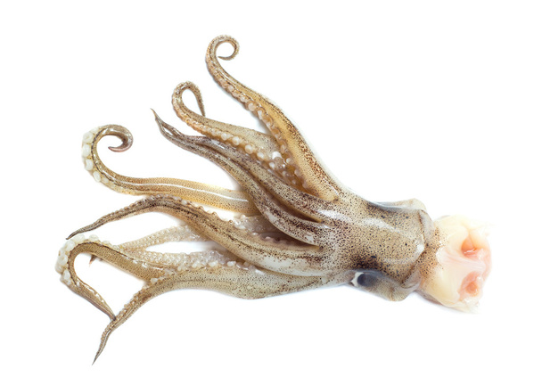 squid staart geïsoleerd - Foto, afbeelding
