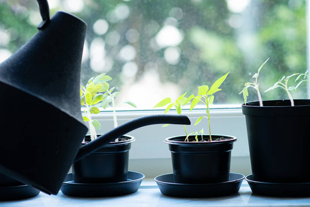 Geben Sie der jungen Tomatenpflanze im Topf etwas Wasser mit der Gießkanne. Garten vor dem Fenster. - Foto, Bild