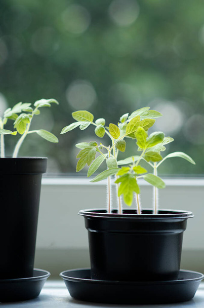 Νεαρά φυτά τομάτας φυτρώνουν σε γλάστρες δίπλα στο παράθυρο. Έννοια του εσωτερικού κήπου. - Φωτογραφία, εικόνα