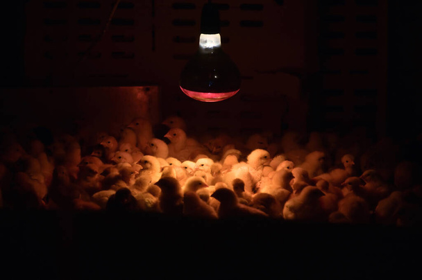 Éclairage artificiel dans la ferme avicole pour les poulets d'élevage - Photo, image