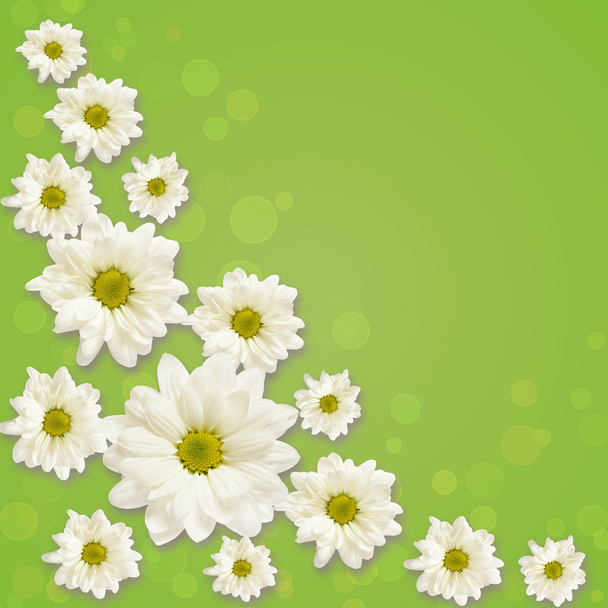 Daisy flowers arrangement - Fotoğraf, Görsel