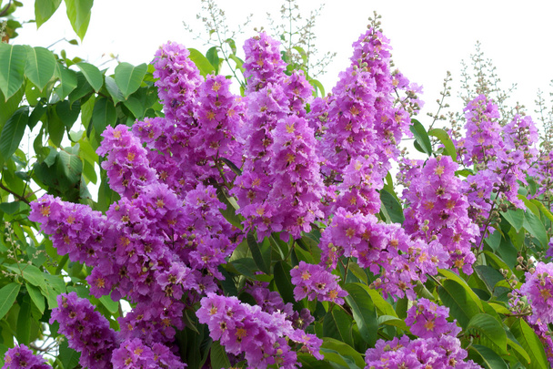 Violetti väri kuningattaren rapea myrtti kukka
. - Valokuva, kuva