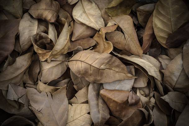 Ruskeat kaatuneet lehdet makaamassa maassa
. - Valokuva, kuva