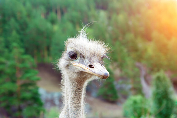 Close-up on the head of a large wild ostrich bird with large eyes, a sharp beak and looks like a terrible creature. - Photo, Image
