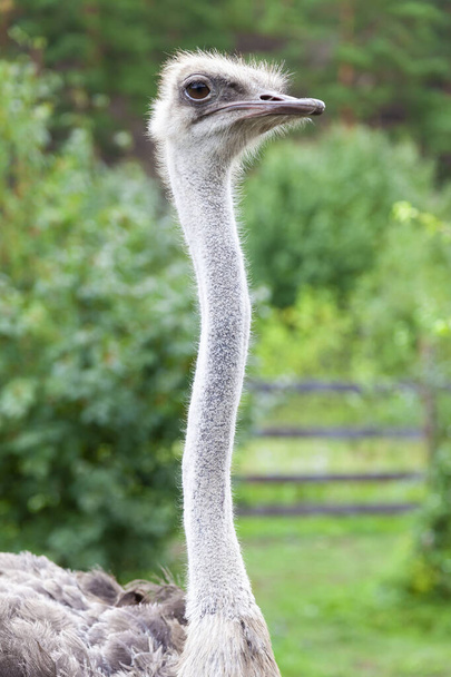 Довга кривава шия і голова великої дикої страусиної птиці з великими очима, гострий дзьоб і виглядає як жахлива істота
. - Фото, зображення