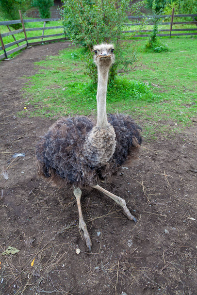 Een grote struisvogel met een lange nek zit met gebogen poten op het groene gras. Zeldzame en bedreigde dieren. - Foto, afbeelding