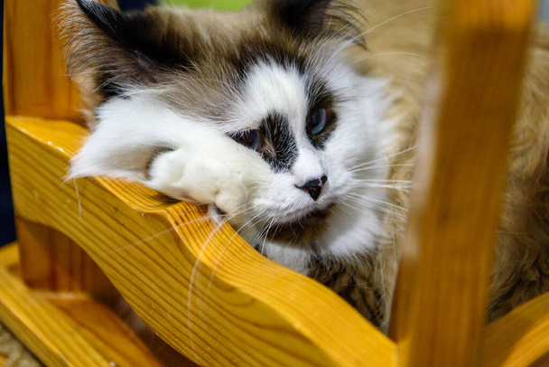 Забавна кішка з невеликим прикусом зігнута на стілець. Портрет крупним планом
. - Фото, зображення