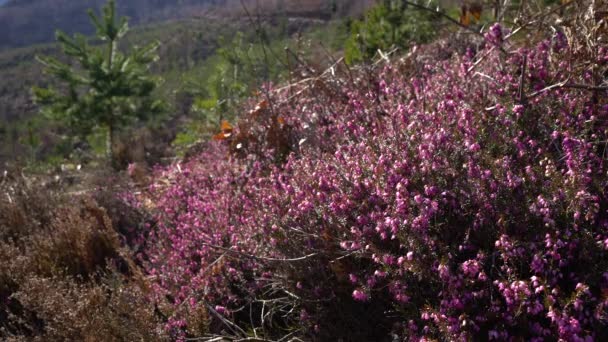 Primavera florescendo Heath Inverno em ligeira brisa (Erica carnea) - Filmagem, Vídeo