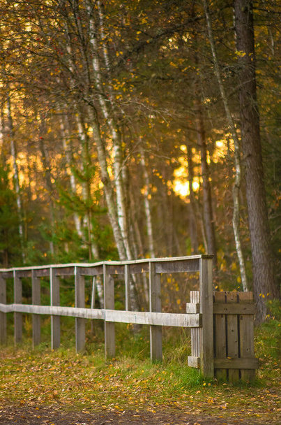 秋には木製の柵。木はオレンジ/黄色の葉で覆われています - 写真・画像