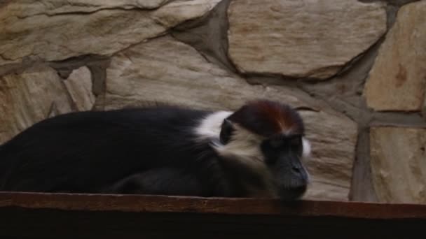 Een droevige volwassen aap liegt en kijkt gewoon omhoog. - Video