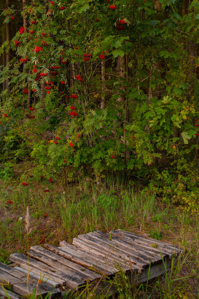 Puinen silta bruttoutus oja-pihlaja puu punaisia marjoja taustalla. - Valokuva, kuva