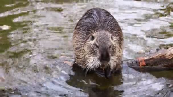 A close-up of a nutria eating a twig and then washing it. - Footage, Video